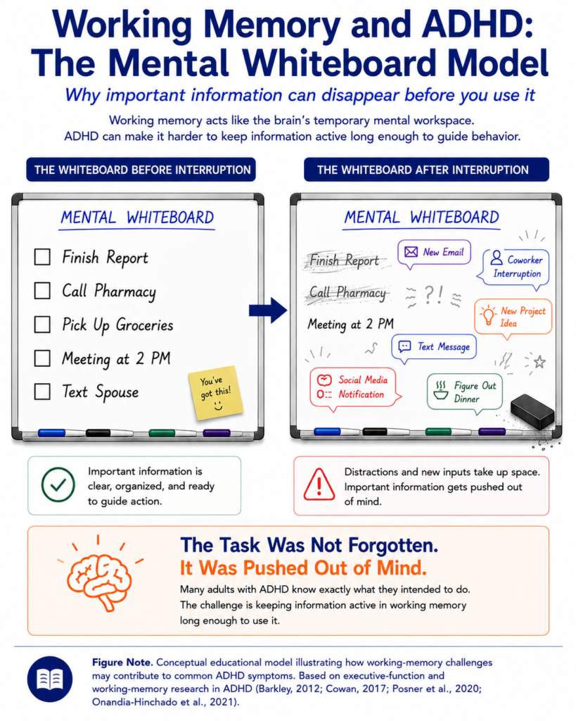 Working Memory and ADHD infographic showing a mental whiteboard before and after interruptions, illustrating how distractions and competing demands can push important information out of working memory.